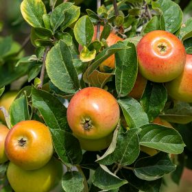 Apple (Malus) Christmas Pippin® Bush - 12 Litre